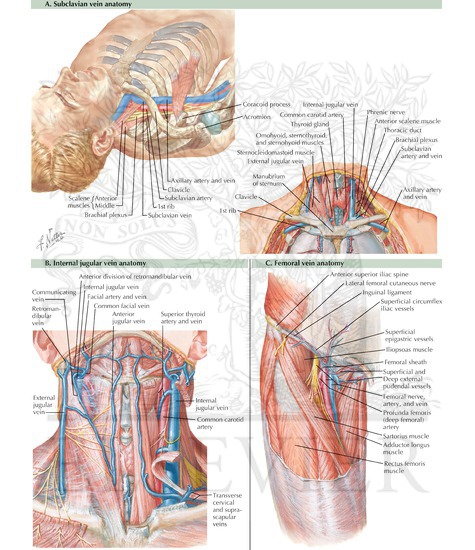 Subclavian vein (A), internal jugular vein (B), and femoral vein (C) anatomy
