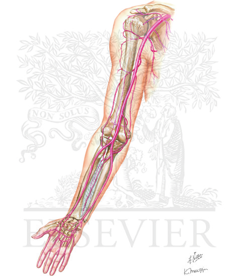 Arteries of upper limb