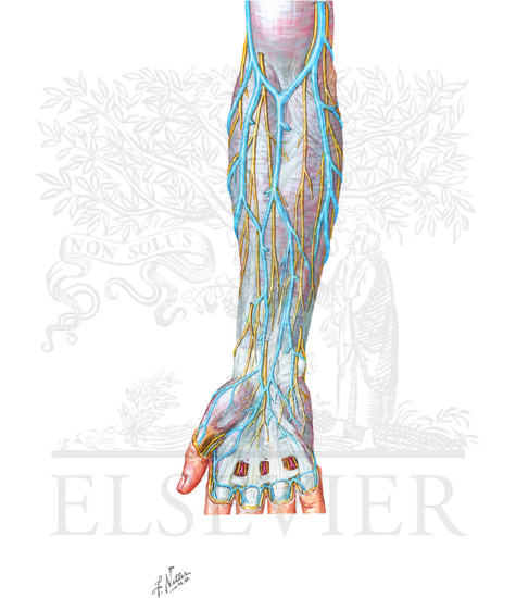 Watermarked preview of unlabeled image: Cutaneous nerves and superficial veins of the forearm