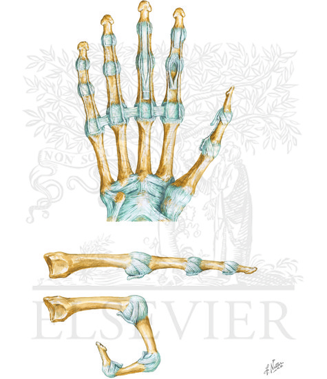 Metacarpophalangeal and Interphalangeal Ligaments