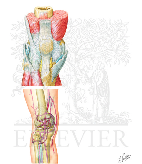 Watermarked preview of unlabeled image: Anatomy of the Knee: Medial and Anterior Views