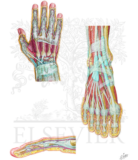 Hand, foot, and finger dissections