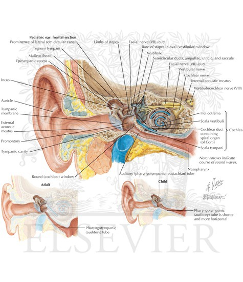 Anatomy of the Ear