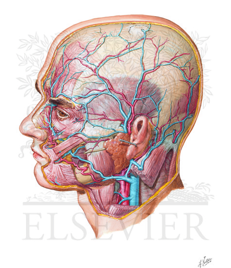 Superficial Arteries and Veins of Face and Scalp