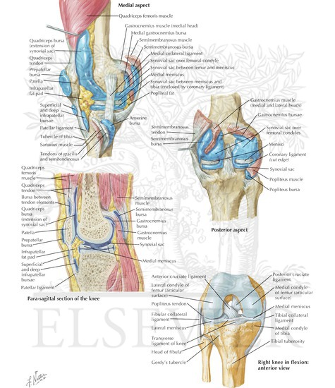 Anatomy of the Knee