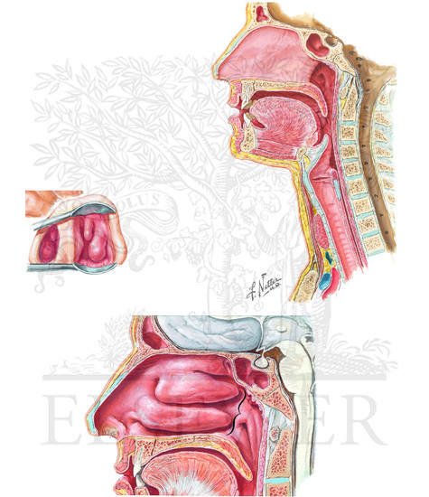 Lateral Wall of Nasal Cavity and Pharynx