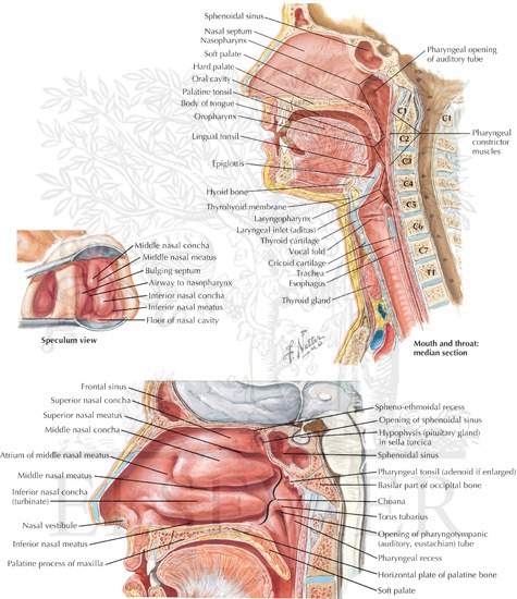Lateral Wall of Nasal Cavity and Pharynx