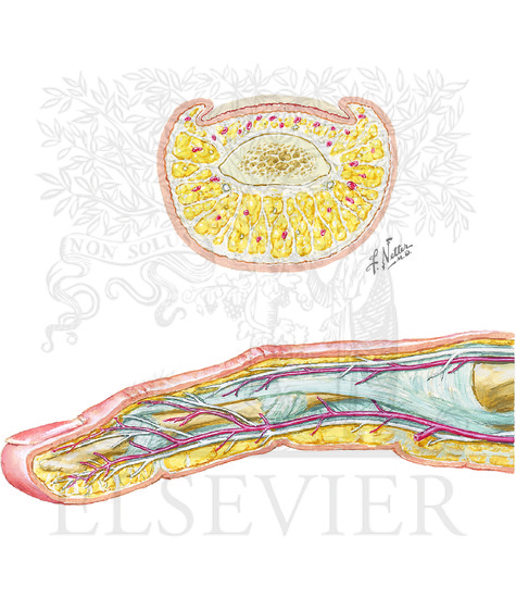 Cross-sectional anatomy and arteries and nerves of the finger