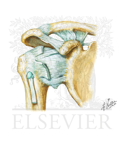 Shoulder (Glenohumeral Joint)