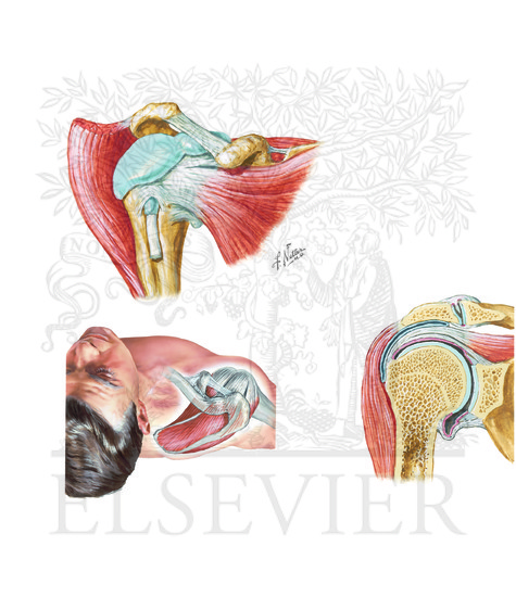 Shoulder: anterior, superior, and coronal views
