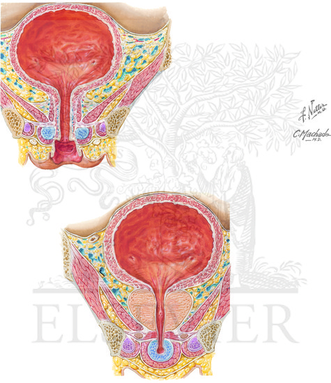 Urinary bladder: female and male
