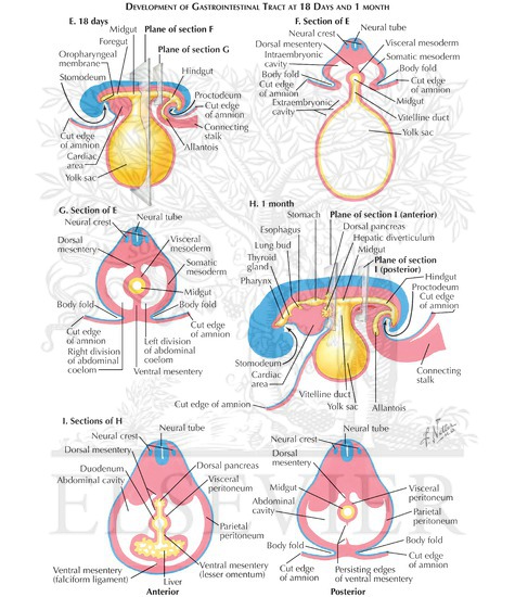 Development Of Gastrointestinal Tract At 18 Days And 1 Month