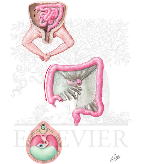 Development of Gastrointestinal Tract at 10 Weeks and 4 to 5 Months; Diaphragm at 9 Weeks