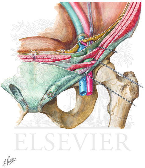 Inguinal Canal and Spermatic Cord