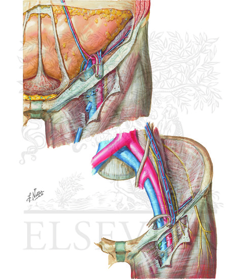 Femoral Sheath and Inguinal Canal
