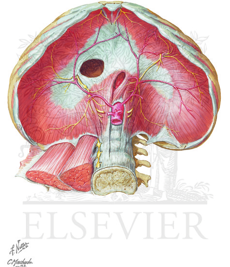Diaphragm