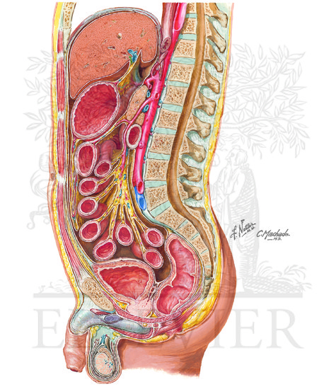 Abdominal Wall and Viscera: Para Median (Para Sagittal) Section