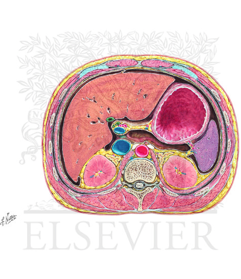 Schematic Cross Section of Abdomen at Middle T12