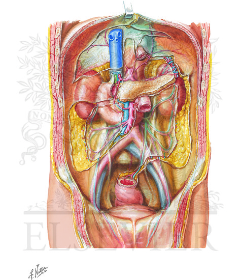 Watermarked preview of unlabeled image: Peritoneum of Posterior Abdominal Wall