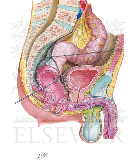 Sagittal Section of Fascial Planes