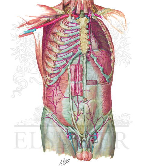 Arteries of Anterior Abdominal Wall