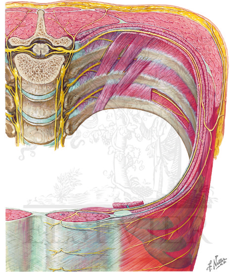 Thoracoabdominal Nerves