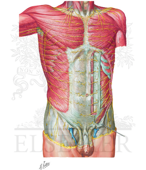 Nerves of Anterior Abdominal Wall 