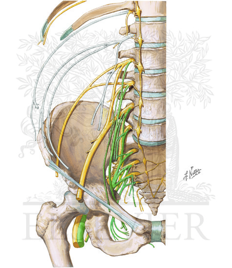 Watermarked preview of unlabeled image: Lumbosacral and Coccygeal Plexuses