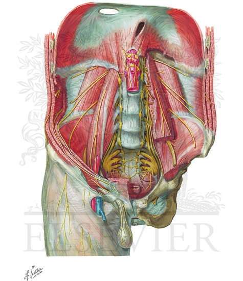 Nerves of Posterior Abdominal Wall