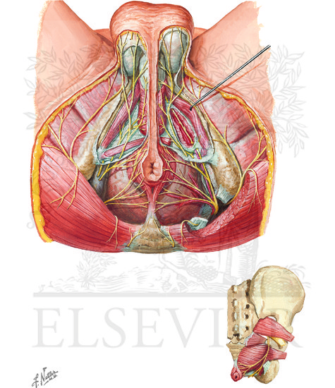 Watermarked preview of unlabeled image: Nerves of Perineum: Male 