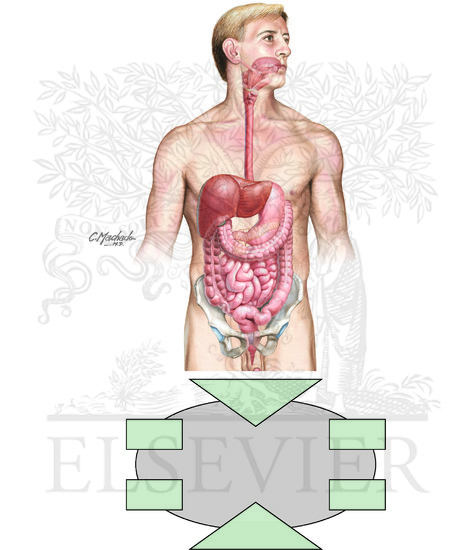 Digestive system unlabeled diagram