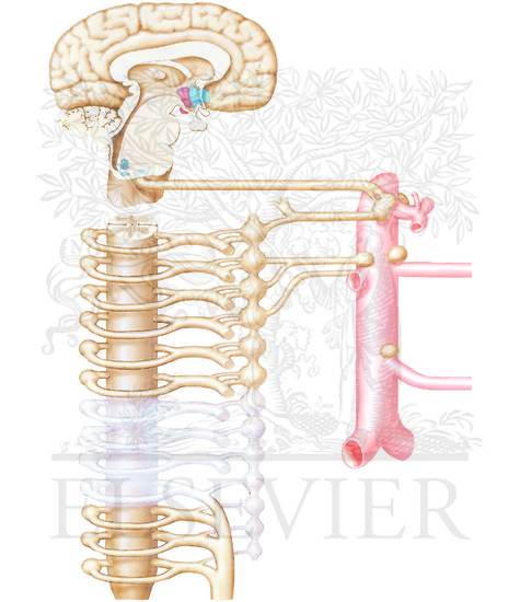 Watermarked preview of unlabeled image: Overview of Control Mechanisms