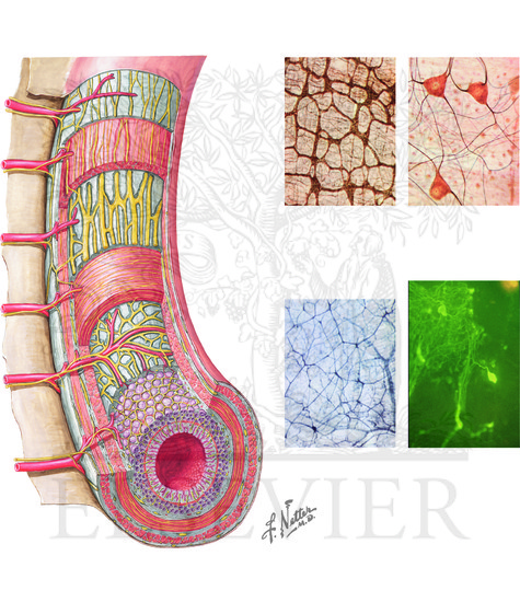 Enteric Nervous System