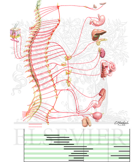 Visceral Referred Pain (CONTINUED)