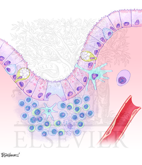 Gut Immune System