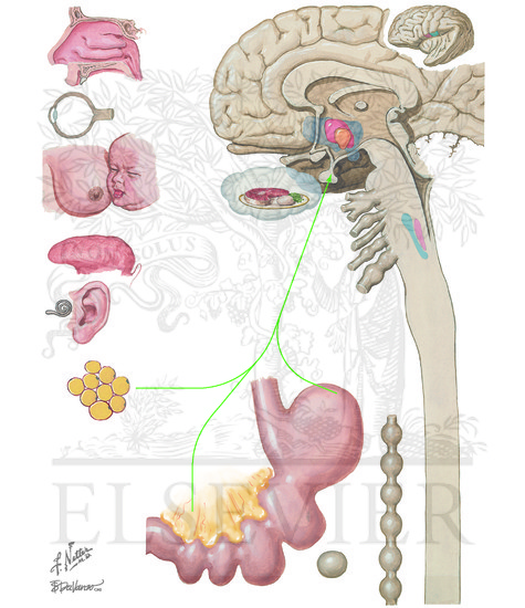 Watermarked preview of unlabeled image: Hunger and Appetite