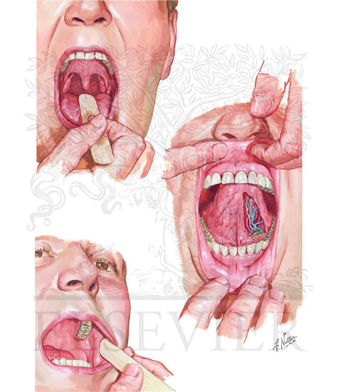 Oral Cavity