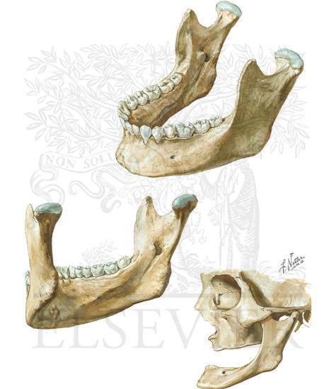 Watermarked preview of unlabeled image: Mandible
