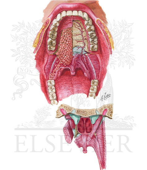 Roof of Mouth