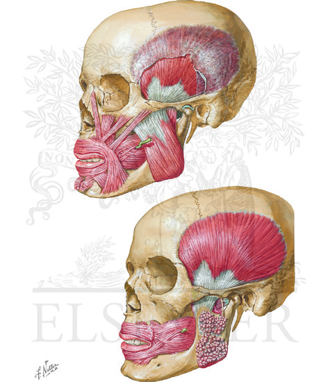 Watermarked preview of unlabeled image: Muscles Involved in Mastication: Lateral Views