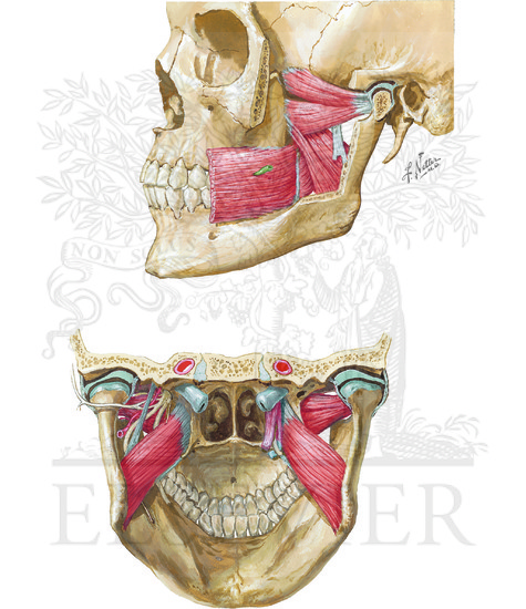 Muscles Involved in Mastication (Continued): Lateral and Posterior Views