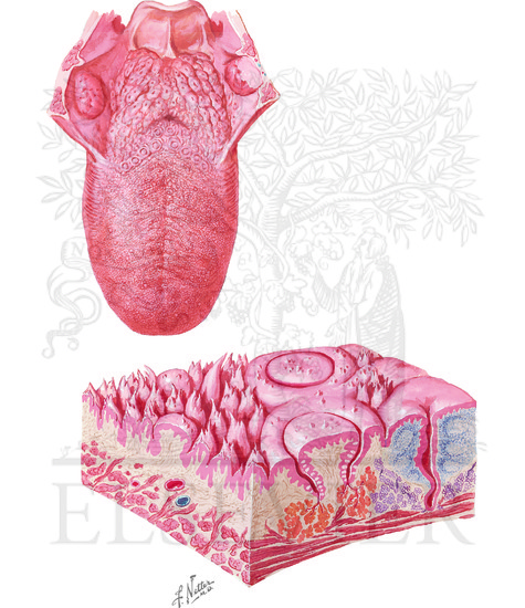 Tongue: Dorsum of tongue and schematic stereogram