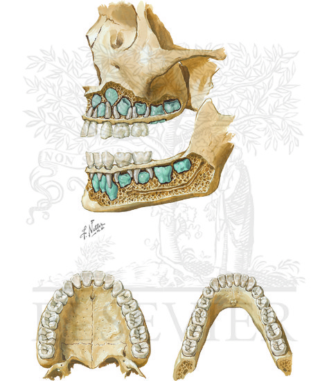 Watermarked preview of unlabeled image: Teeth