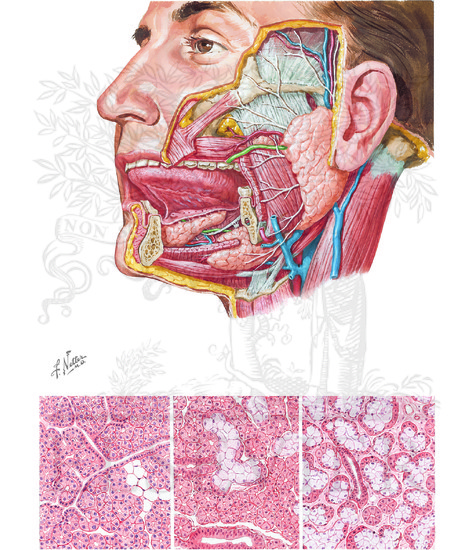 Salivary Glands