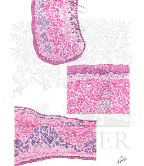 Histology of Mouth and Pharynx