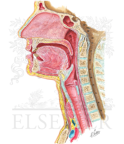 Pharynx: Median Section