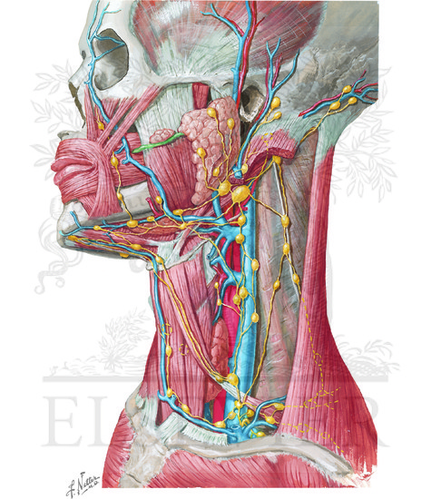 Watermarked preview of unlabeled image: Lymphatic Drainage of Mouth and Pharynx: Lymph Vessels and Nodes of Head and Neck