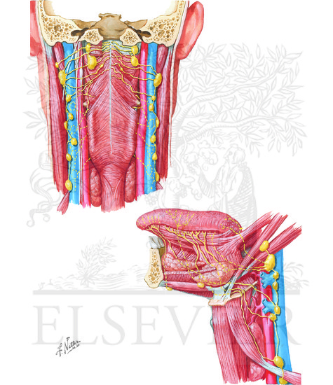Lymphatic Drainage of Mouth and Pharynx (Continued): Lymph Vessels and Nodes of Pharynx and Tongue
