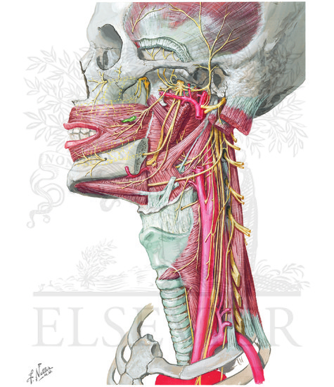 Nerve Supply of Mouth and Pharynx: Nerves of Oral and Pharyngeal Regions