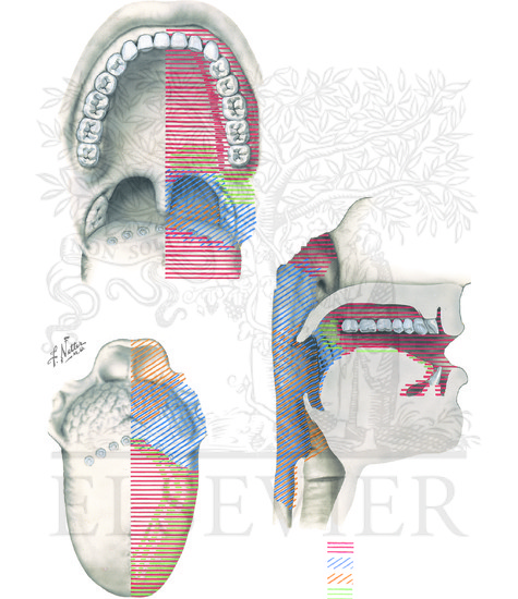 Watermarked preview of unlabeled image: Nerve Supply of Mouth and Pharynx (Continued): Afferent Innervation of Oral Cavity and Pharynx  